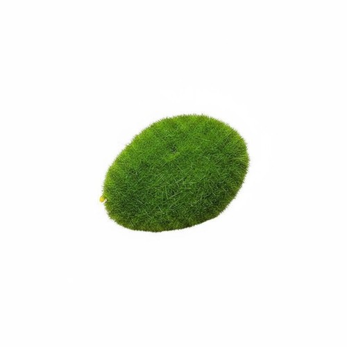 Cerisier miniature aspect - cerisier,