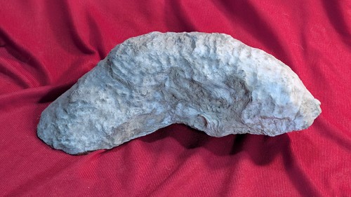 Fossile coquillage huitre 1 - fossile,