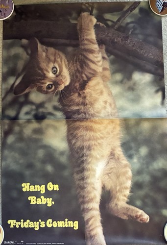 1972 cat kitten hang - hang, on