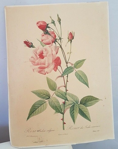 Rosier lithographie