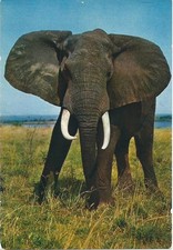 CARTE POSTALE ANCIENNE ANIMAUX  : ELEPHANT