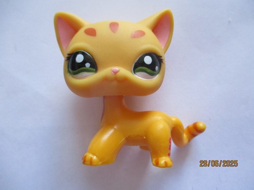 Petshop chat europeen - chat, n°1377