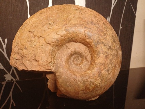 Ammonite perilytoceras jurense - ammonite,