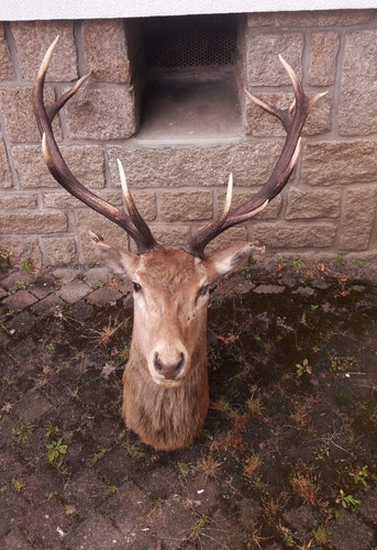 Taxidermie vintage cerf - vintage,