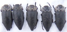 Entomologie coléoptères Capnodis tenebrionis