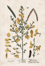 Genista Pfriemenginster