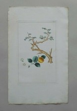 Grande planche de botanique