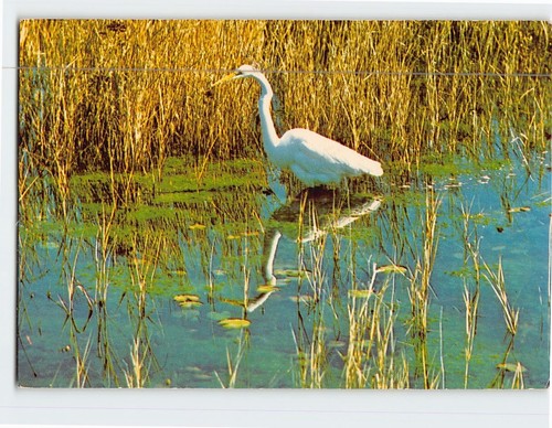 Postcard american egret - american, of