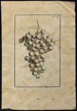 1719 - Grappe de raisin -