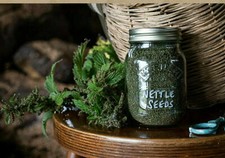 Graines d'ortie séchées