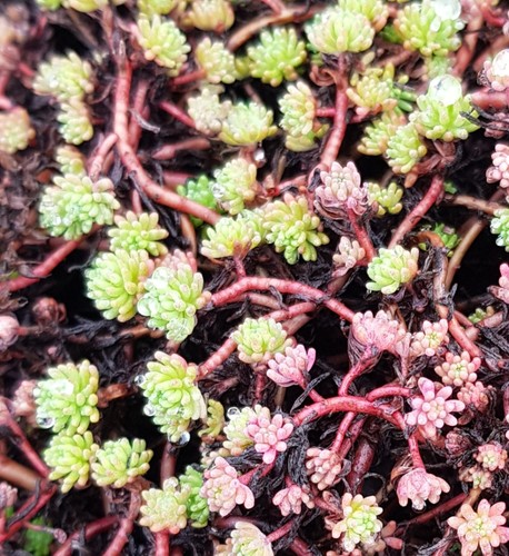 Sedum hispanicum orpin - sedum,