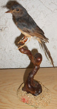 Ancienne Taxidermie Oiseau  Naturalisé taxidermy cabinet de curiosité