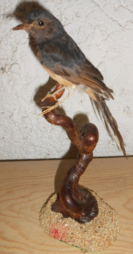 Ancienne taxidermie oiseau - ancienne,