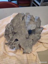 Gros Corail Bleu Des Maldives Heliopora coerulea,  1kg360