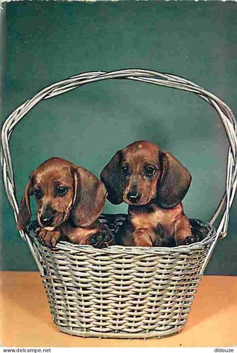 Carte postale animaux - carte,