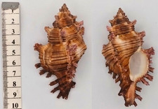 Coquillage de collection