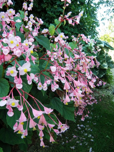 Begonia grandis syn - grandis, (syn.