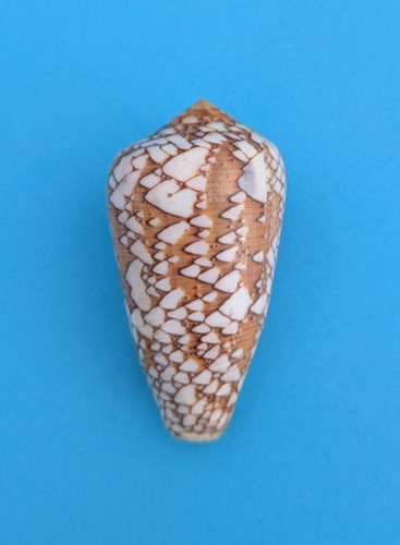 Conus behelokensis