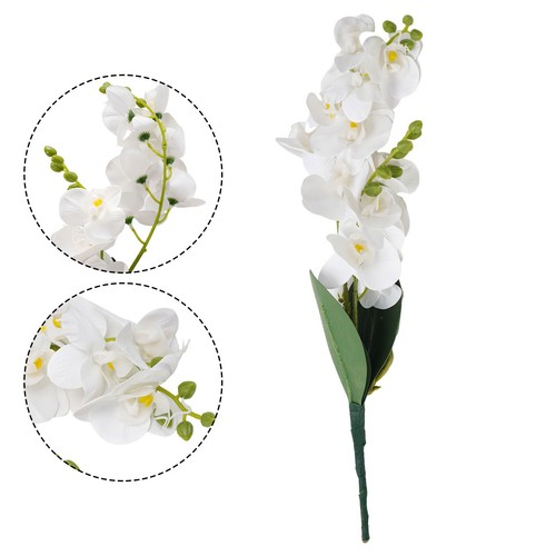 Orchidées papillon