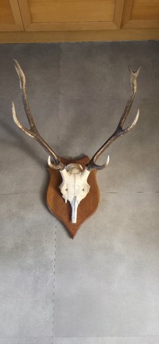Massacre bois cerf sur - bois, de