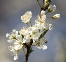 Prunus salicina | Japanese plum | Chinese plum - Prunier japonais | Prunier chin