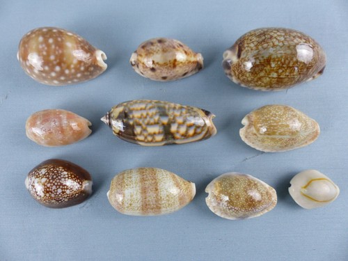 Lot coquillages - lot, de