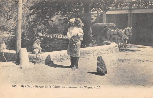Cpa algerie blida gorges - cpa,