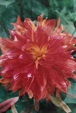 Jean Claude Chastaing - Photo - Fleurs 7