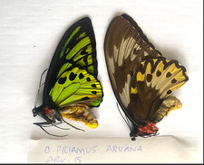 Ornithoptera Priamus Aruana