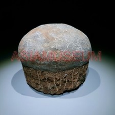 Dinosaure Oeuf Hadrosaur Nid