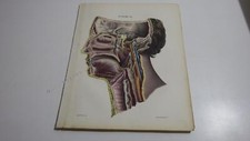 1850.lithographie couleur  tête cerveau (152) anatomie medecine..z
