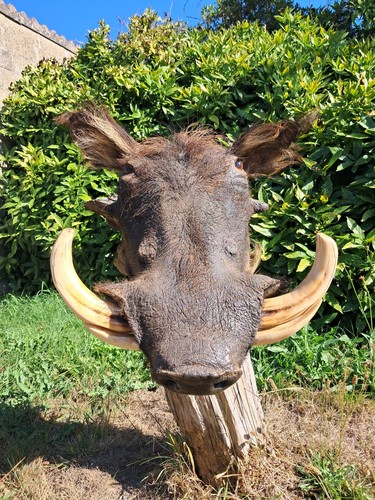 Taxidermie taxidermy lm26 - taxidermie, #lm26