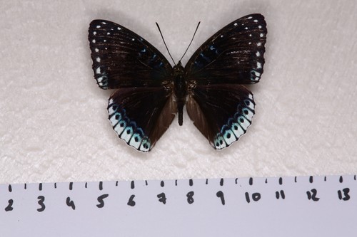Stibochiona nicea thailande - stibochiona, nicea,