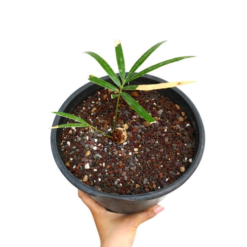 Cycas chevalieri dak - 'dak, rong