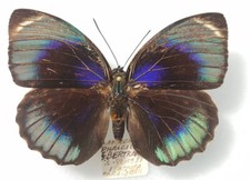 Agrias phalcidon bertrandi