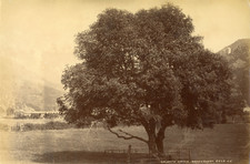 J.V. Wales, Gelert s grave