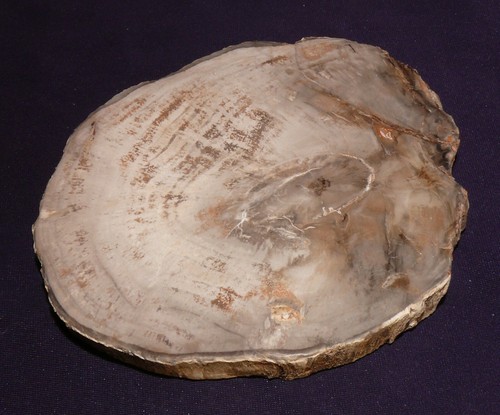 Bois fossilisé madagascar - fossilisé,