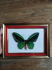 Ornithoptera Priamus Poséidon