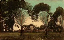 CPA AK La palmier des