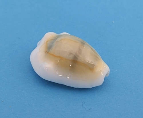Cypraea moneta tuberculosa