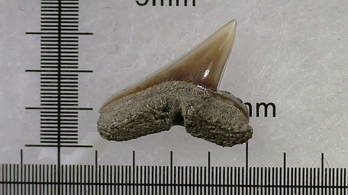 Shark tooth dent - tooth,
