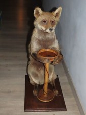 Taxidermie - renard naturalisé / empaillé vintage sur socle
