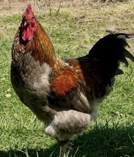 Maran hatching eggs - maran,