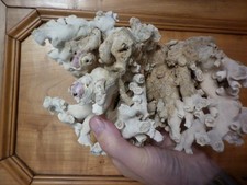 Corail ancien 1,8 kg