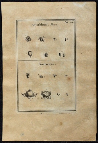 1719 houx gaïac gravure - &,