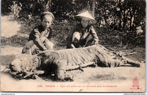Indochine tigre tue et place - tue,