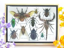 Insectes 3D - exotiques réel