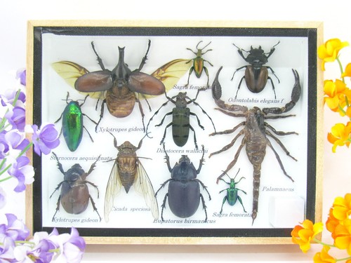 Insectes exotiques réel - 3d,