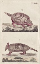 Pangolin Schuppentier Gravure