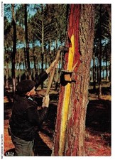 ASQP4-0237-40 - Le gemmeur